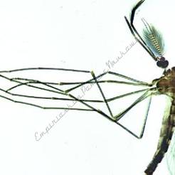 Owady: Diptera, Aphanoptera - zestaw 15 preparatów GWARANCJA NAJNIŻSZEJ CENY