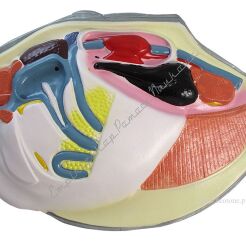 Małż - model jednoczęściowy