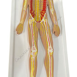 Układ nerwowy człowieka - model reliefowy