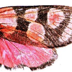 Owady - uzupełniający zestaw 36 preparatów GWARANCJA NAJNIŻSZEJ CENY