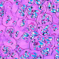 Komórka roślinna - zestaw 12 preparatów GWARANCJA NAJNIŻSZEJ CENY