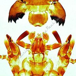 Narządy gębowe owadów - zestaw 20 preparatów GWARANCJA NAJNIŻSZEJ CENY