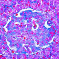 Świat kręgowców. Histologia zwierząt domowych część II. 10 preparatów mikroskopowych w pudełku.