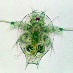 Skorupiaki - zestaw 10 preparatów GWARANCJA NAJNIŻSZEJ CENY