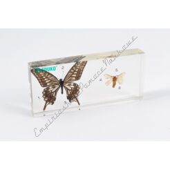 Motyl i ćma - porównanie