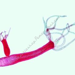 Sułbia - zestaw 8 preparatów GWARANCJA NAJNIŻSZEJ CENY