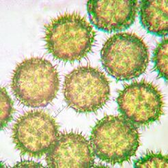 Sypkie substancje chemiczne mające wpływ na organizm ludzki - zestaw 25 preparatów GWARANCJA NAJNIŻSZEJ CENY