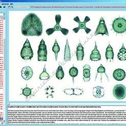 CD-ROM. Artystyczne formy natury. Mikroskopijne królestwo.