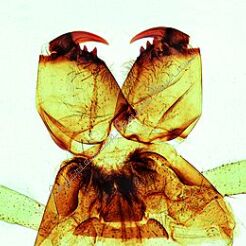 Pajęczaki i wije - zestaw 12 preparatów GWARANCJA NAJNIŻSZEJ CENY