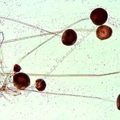 Rolnictwo - podstawowy zestaw 25 preparatów GWARANCJA NAJNIŻSZEJ CENY