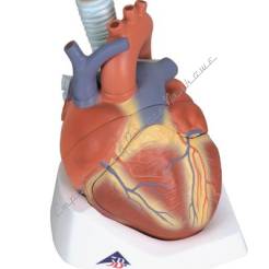 Serce, model 7-częściowy VD253