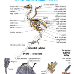 Zoologia, część II - komplet 20 plansz