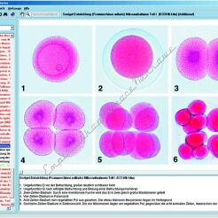 Komórka zwierzęca - CD-ROM ze zdjęciami preparatów mikroskopowych