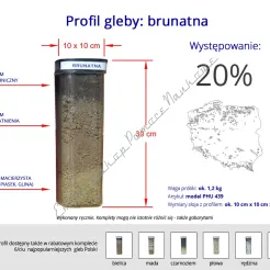 Profile glebowe – gleba brunatna