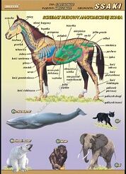 Zoologia - komplet 13 plansz (70cm x 100cm)