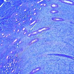 Histologia człowieka - duży zestaw, cz. I (50 preparatów) GWARANCJA NAJNIŻSZEJ CENY