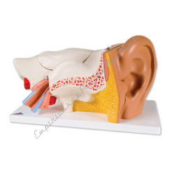Ucho z częścią kostną, model 6-częściowy, 3-krotnie powiększony E11