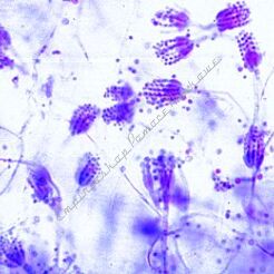 Podstawowa żywność na bazie warzywnej, żywność luksusowa i  przyprawy - zestaw 25 preparatów GWARANCJA NAJNIŻSZEJ CENY