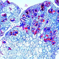 Rolnictwo - uzupełniający zestaw 66 preparatów GWARANCJA NAJNIŻSZEJ CENY