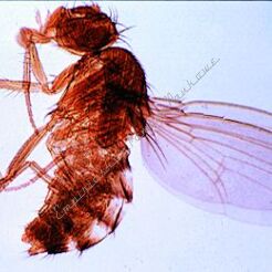 Bezkręgowce - podstawowy zestaw 25 preparatów GWARANCJA NAJNIŻSZEJ CENY