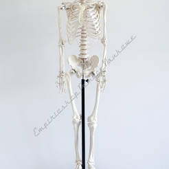 Szkielet człowieka na statywie