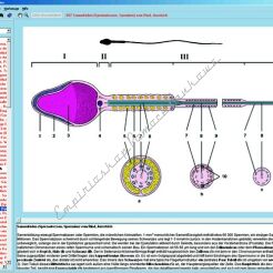 CD-ROM. Rozmnażanie i edukacja seksualna - CD-ROM ze zdjęciami preparatów mikroskopowych