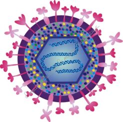 Multimedialne ilustracje przedmiotowe. Biologia – szkoła podstawowa