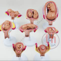 Rozwój prenatalny człowieka - 8 stadiów - 14 części