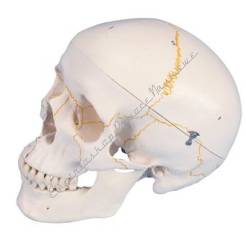 Czaszka ludzka, 3 częściowa z zaznaczonymi szwami czaszkowymi oraz ponumerowanymi kośćmi A21
