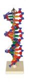 Model DNA z twardych elementów - wysokość 40cm