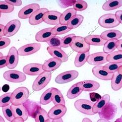 Histologia żaby - zestaw 20 preparatów GWARANCJA NAJNIŻSZEJ CENY