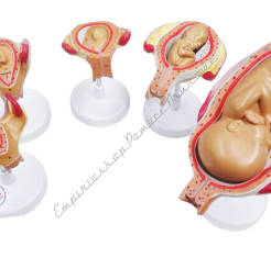 Rozwój prenatalny człowieka - 7 części - 5 stadiów