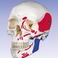 Czaszka ludzka z zaznaczonymi zaczepami oraz miejscami przylegania miśni oraz ponumerowanymi kośćmi A23