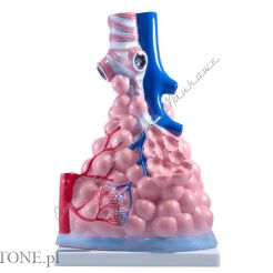 Budowa płuc - struktura wewnętrzna