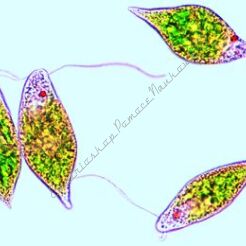 Pierwotniaki - zestaw 10 preparatów GWARANCJA NAJNIŻSZEJ CENY