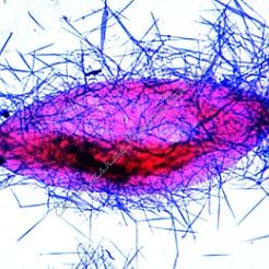 Pantofelek - zestaw 8 preparatów GWARANCJA NAJNIŻSZEJ CENY
