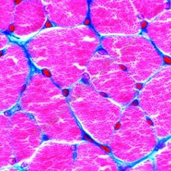 Histologia  ssaków - zestaw uzupełniający  50 preparatów GWARANCJA NAJNIŻSZEJ CENY