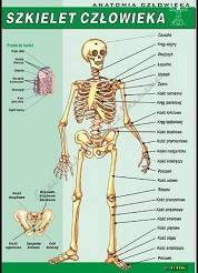Anatomia człowieka - komplet 17 plansz (70cm x 100cm)